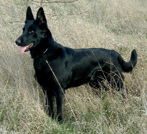 K9 black sales